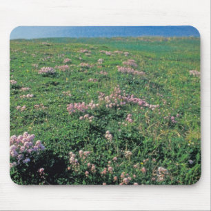 NA, USA, Alaska, Aleuten, Landschaft mit Mousepad