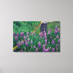 NA, USA, Alaska, Aleuten, Unalaska, Leinwanddruck