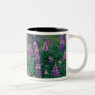 NA, USA, Alaska, Aleuten, Unalaska, Zweifarbige Tasse
