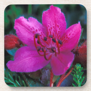 NA, USA, Alaska, Aleuten, Wildblumen Getränkeuntersetzer