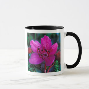 NA, USA, Alaska, Aleuten, Wildblumen Tasse