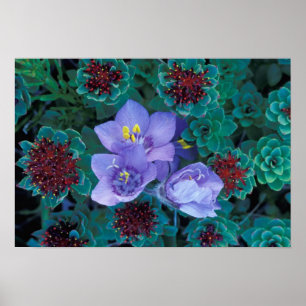 NA, USA, Alaska, Aleutian Islands, Wildblumen Poster