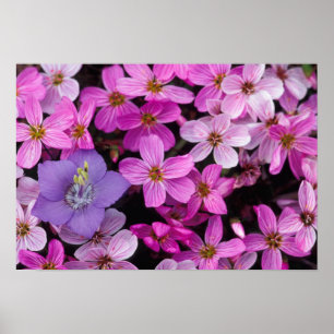 NA, USA, Alaska, Aleutian Islands, Wildblumen Poster