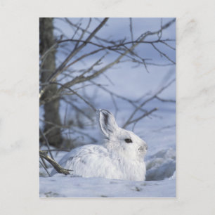 NA, USA, Alaska. Arktisches Nationalwildlife Postkarte