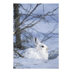 NA, USA, Alaska. Arktisches Nationalwildtier Fotodruck