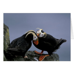 NA, USA, Alaska, Bering Sea, Pribilofs. gespannt
