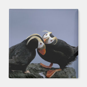 NA, USA, Alaska, Bering Sea, Pribilofs. gespannt Magnet