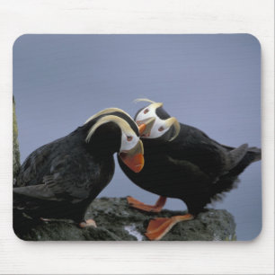NA, USA, Alaska, Bering Sea, Pribilofs. gespannt Mousepad
