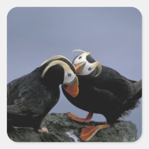 NA, USA, Alaska, Beringmeer, Pribilofs. Schopf- Quadratischer Aufkleber