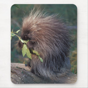 NA, USA, Alaska, Captive porcupine Mousepad