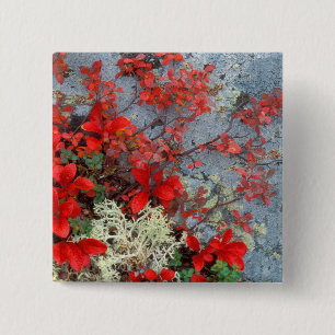 NA, USA, Alaska, Denali NP, Bear berry und Button