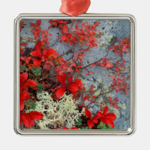 NA, USA, Alaska, Denali NP, Bear berry und Silbernes Ornament