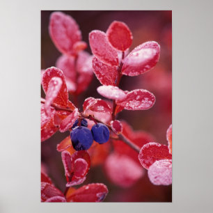 NA, USA, Alaska, Denali NP, Blaubeeren in Poster