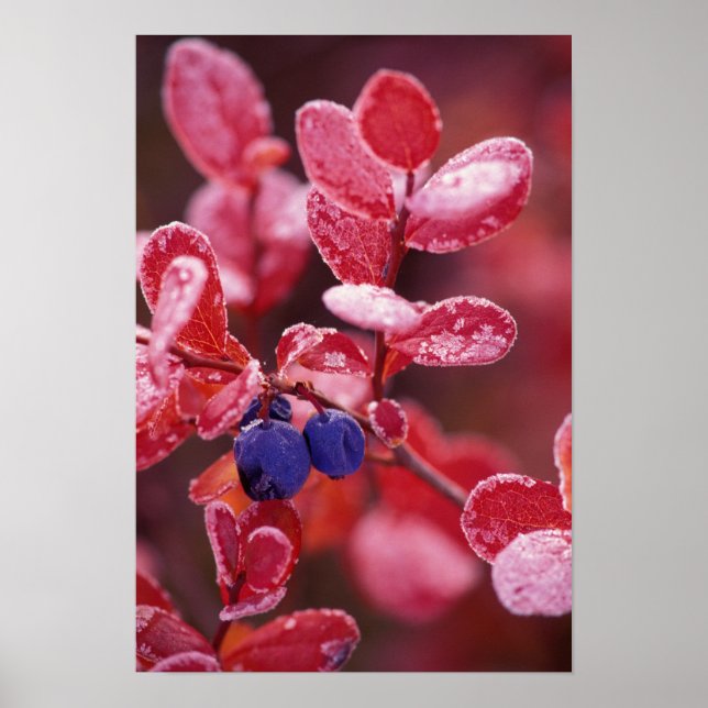 NA, USA, Alaska, Denali NP, Blaubeeren in Poster (Vorne)