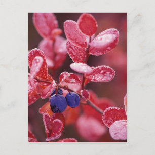 NA, USA, Alaska, Denali NP, Blaubeeren in Postkarte