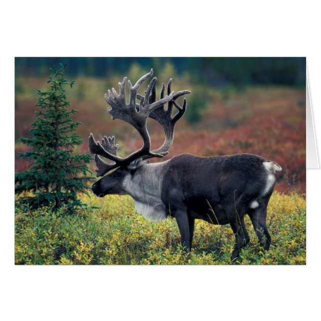 NA, USA, Alaska, Denali NP, Bull caribou 3 (Vorderseite (Horizontal))