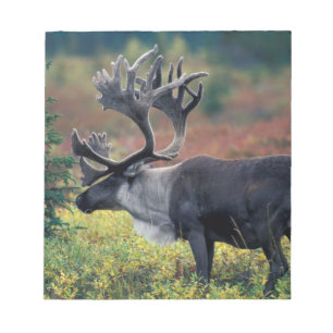 NA, USA, Alaska, Denali NP, Bull caribou 3 Notizblock