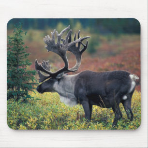 NA, USA, Alaska, Denali NP, Bull Karibu 3 Mousepad