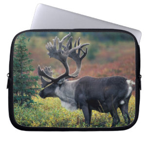 NA, USA, Alaska, Denali NP, Bullen-Karibu 3 Laptopschutzhülle