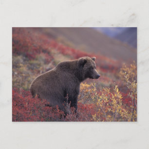 NA, USA, Alaska, Denali NP. Ein weiblicher Grizzly Postkarte
