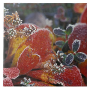 NA, USA, Alaska, Denali NP Frost, herbstfarben Fliese
