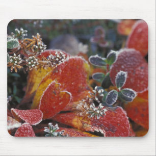 NA, USA, Alaska, Denali NP Frost, herbstfarben Mousepad