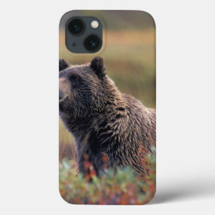 NA, USA, Alaska, Denali NP, Grizzlybär iPhone 13 Hülle