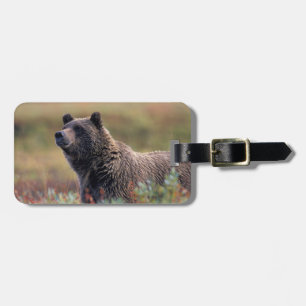 NA, USA, Alaska, Denali NP, Grizzlybär Gepäckanhänger