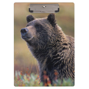 NA, USA, Alaska, Denali NP, Grizzlybär Klemmbrett