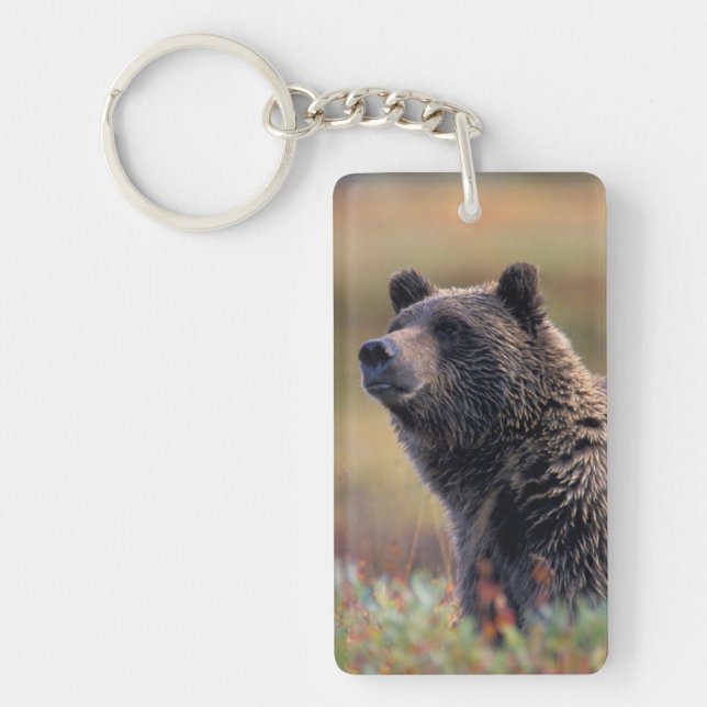 Na, USA, Alaska, Denali NP, Grizzlybär Schlüsselanhänger (Vorderseite)
