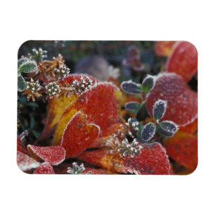 NA, USA, Alaska, Denali NP Mattiert, einfarbig Magnet