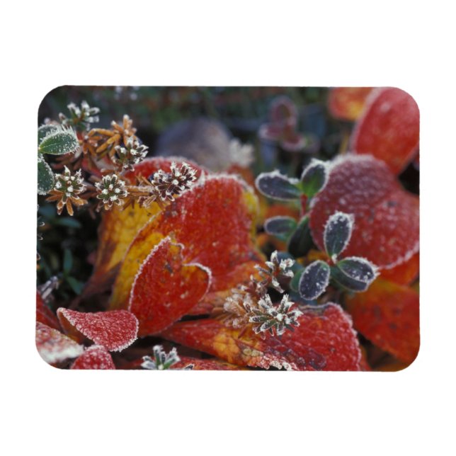 NA, USA, Alaska, Denali NP Mattiert, einfarbig Magnet (Horizontal)