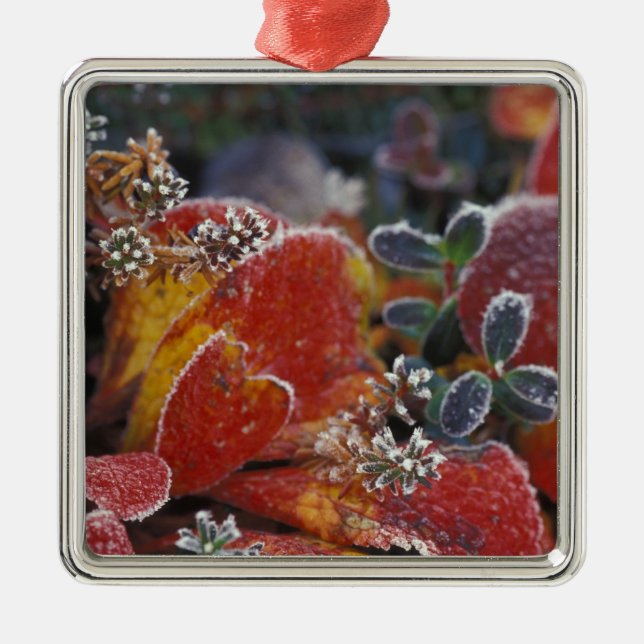 NA, USA, Alaska, Denali NP Mattiert, einfarbig Silbernes Ornament (Vorne)