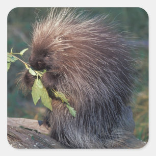 NA, USA, Alaska, Gefangenes Stachelschwein Quadratischer Aufkleber