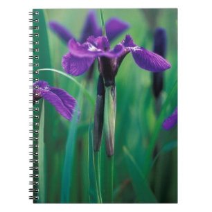 NA, USA, Alaska, Knight Island, Wild Iris Notizblock