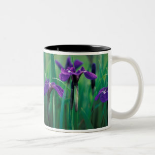 NA, USA, Alaska, Knight Island, Wild Iris Zweifarbige Tasse