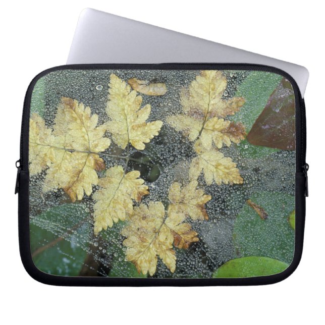 NA, USA, Alaska, Nancy Lake. Taub auf Spinnennetz Laptopschutzhülle (Vorderseite)