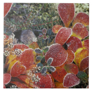 NA, USA, Alaska. Nationalpark Denali. Beerenbeere  Fliese