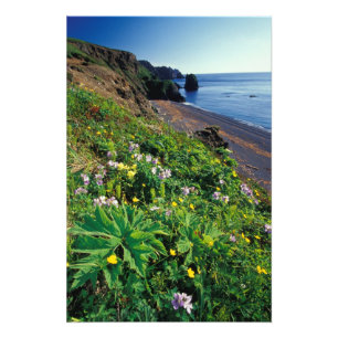 NA, USA, Alaska, Semidi-Inseln, Wildblumen Fotodruck