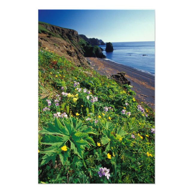 NA, USA, Alaska, Semidi-Inseln, Wildblumen Fotodruck (Vorne)