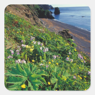 NA, USA, Alaska, Semidi-Inseln, Wildblumen Quadratischer Aufkleber