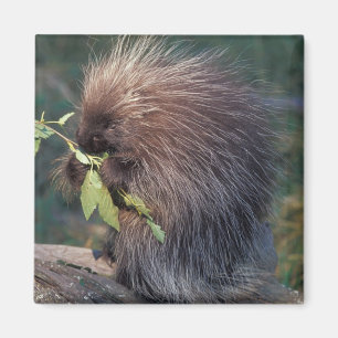 NA, USA, Alaska, Stachelschwein in Gefangenschaft Magnet