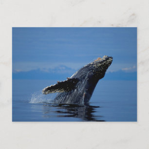 NA, USA, Alaska, Südost-Alaska, Innen Postkarte