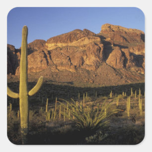 NA, USA, Arizona. Organ Pipe Cactus National 2 Quadratischer Aufkleber