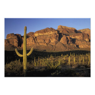 NA, USA, Arizona. Organ Pipe Cactus National 3 Fotodruck