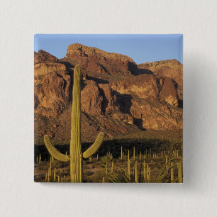 NA, USA, Arizona. Organ Pipe Cactus Nationalpark Button