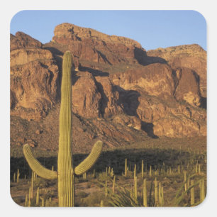 NA, USA, Arizona. Organ Pipe Cactus Nationalpark Quadratischer Aufkleber