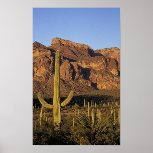 NA, USA, Arizona. Organpfeife Cactus National Poster (Vorne)