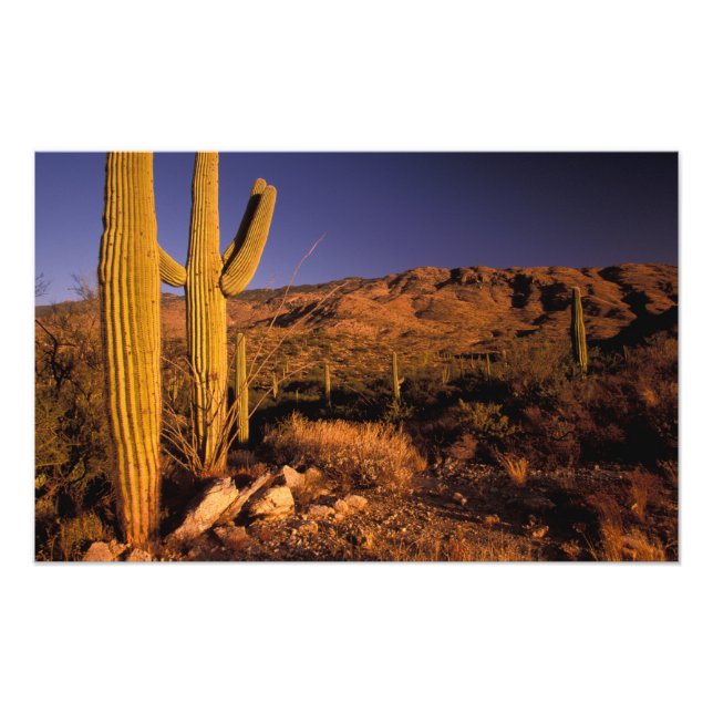 NA, USA, Arizona, Saguaro National Monument, Fotodruck (Vorne)