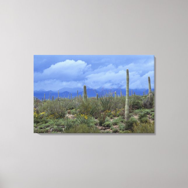 NA, USA, Arizona, Saguaro National Monument, Leinwanddruck (Vorderseite)